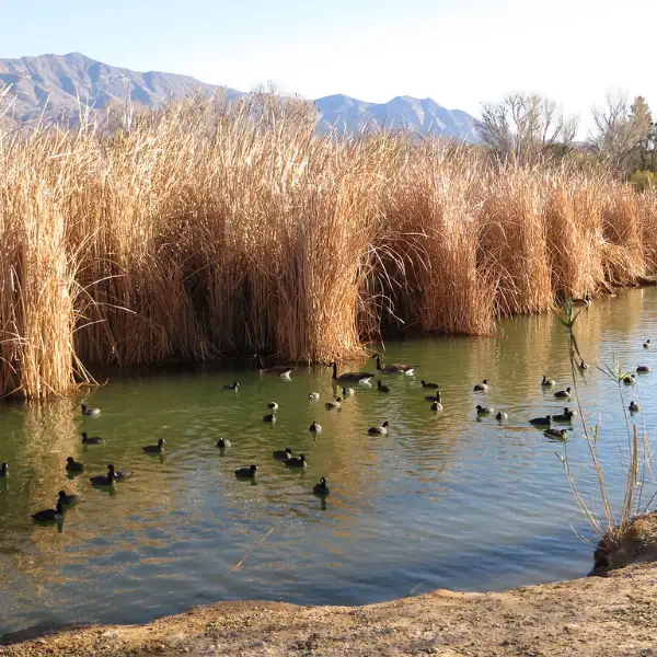 Floyd Lamb State Park Nevada