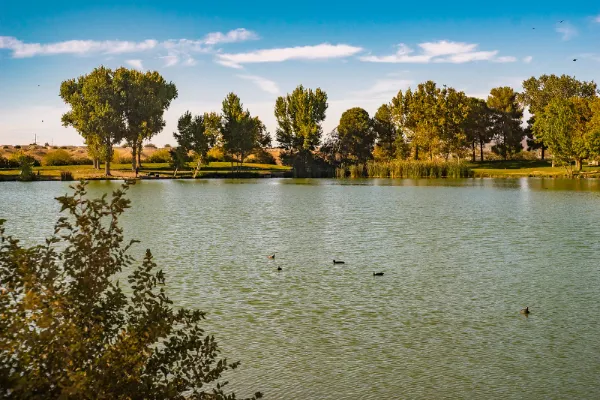 Peaceful pond at Floyd Lamb Park at Tule Springs in Las Vegas, with ducks swimming across calm water surrounded by lush trees and greenery under a clear blue sky.