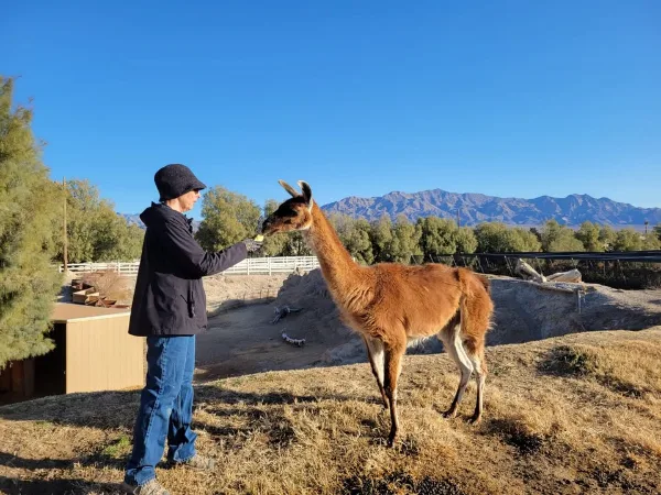 Person feeding brown and white llama outdoors at Gilcrease Animal Sanctuary in Las Vegas with trees, fence, and mountains in background