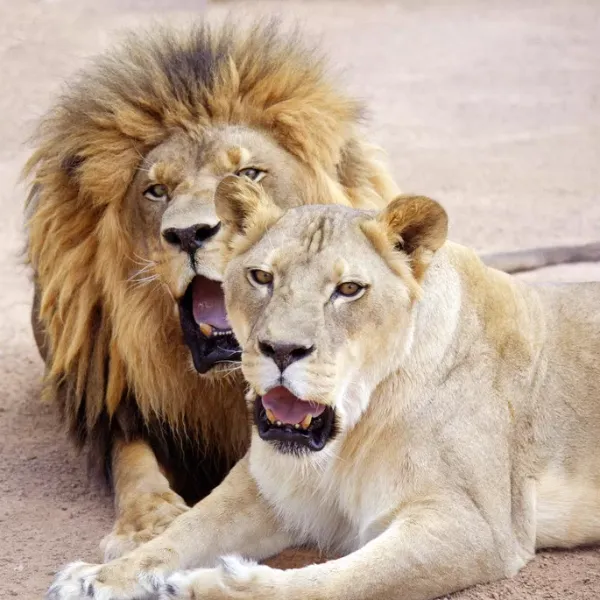 The Lion Habitat Ranch in Henderson Nevada