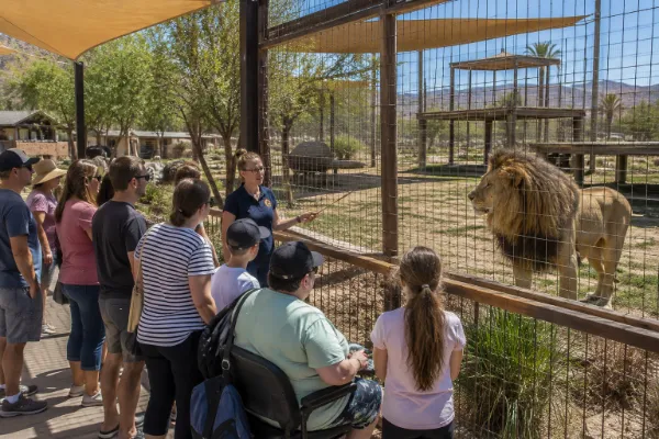 Visitors watch a keeper-led educational experience beside a secure lion habitat at Lion Habitat Ranch.