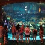 Underwater Fish Feeding Show Silverton Hotel Las Vegas