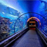 Shark Reef Aquarium