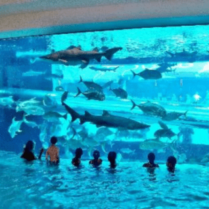 Swim with the sharks at the Golden Nugget — PHOTOS