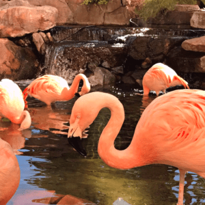 flamingo's at wildlife habitat las vegas