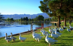 Sunset Park Las Vegas geese lake and mountains