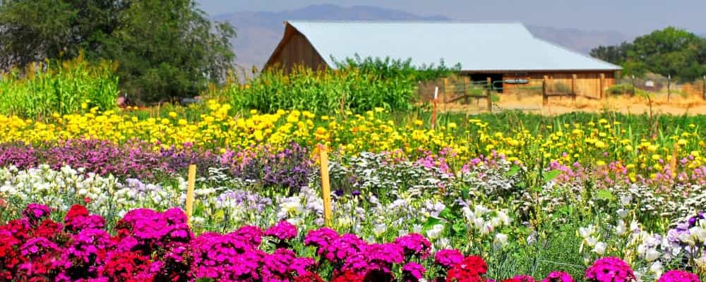 This is a picture of a field in Nevada that is full of wild flowers and there is a barn