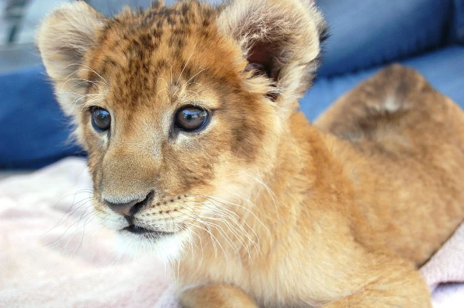 This is a picture of a Lion Cub at the Lion Habitat Ranch near Las Vegas Nevada