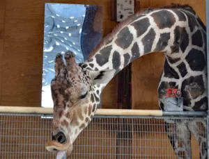 This is a funny picture of Ozzie the Giraffe at the Lion Habitat Ranch sticking his tongue out