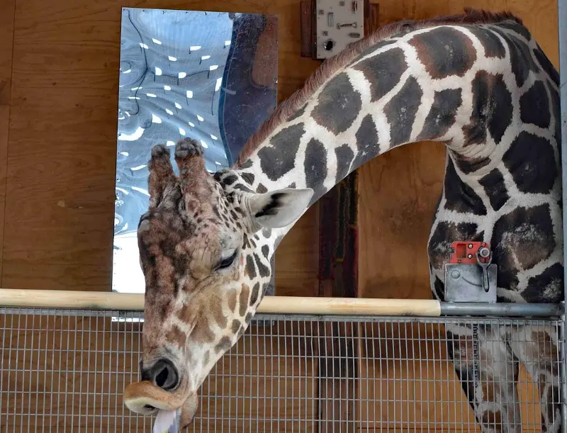 This is a picture of Ozzie the Giraffe at the Lion Habitat Ranch near Las Vegas He is leaning outstretched neck to get some food from his trainer