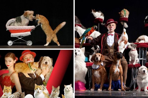 A promotional image for the Popovich Comedy Pet Theater, showing the performer Gregory Popovich with a group of cats, dogs, and birds on a stage with a cartoon backdrop.