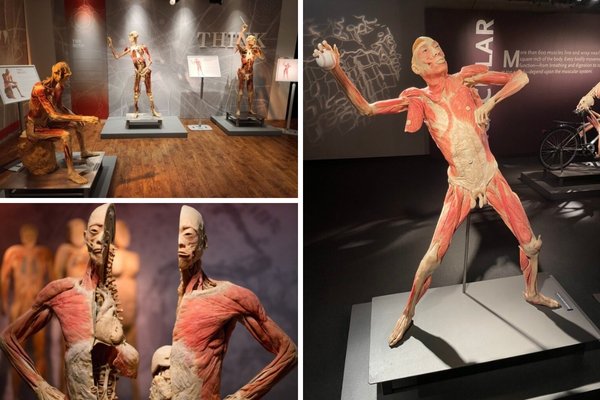 A promotional image for Bodies The Exhibition, showing a human body specimen that has been preserved to show its skeletal, muscular, and nervous systems.