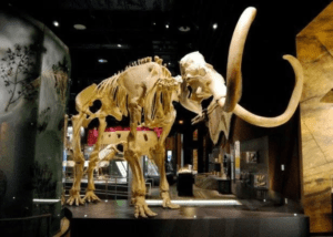 Nevada State Museum history and natural history exhibits