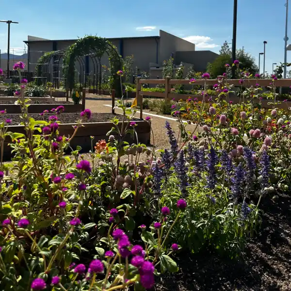 This is a flowering pumpkin patch at the Garden Farms of Nevada, which is in Henderson