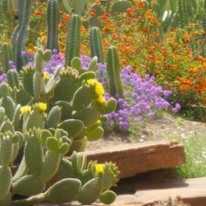 A close-up shot of the Ethel M Botanical Cactus Garden in spring, with prickly pear cactus in the foreground and a vibrant display of orange and purple desert flowers in the background