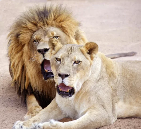 A male lion with a dark mane and a female lion rest side by side on sandy terrain at Lion Habitat Ranch in Henderson. Their alert expressions and open mouths suggest communication or curiosity, showcasing natural lion behavior in a sanctuary setting.
