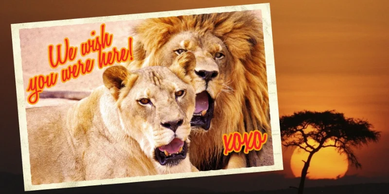 A postcard-style image featuring a male and female lion gazing directly at the camera against a vivid savannah sunset. The text reads “We wish you were here! XOXO,” evoking warmth and connection from the Lion Habitat Ranch experience.