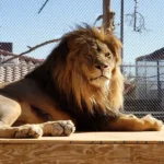 Male lion with dark mane resting at the Las Vegas Lion Habitat Ranch on wooden platform inside fenced enclosure