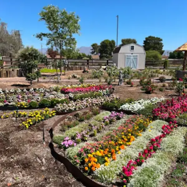 Colorful flower beds at Rose Creek Farm in Las Vegas with wooden fence, gray shed, and landscaped garden under clear blue sky