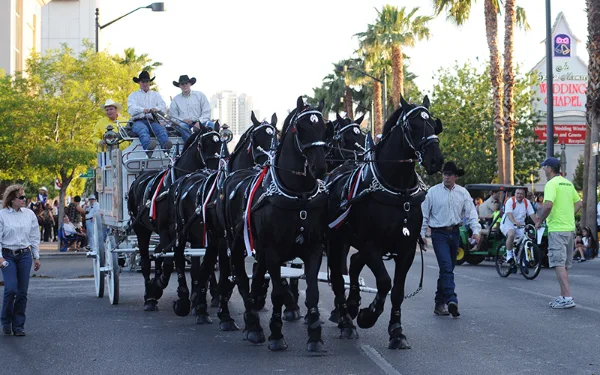 Helldorado Days Parade in Las Vegas featuring six black horses pulling white carriage with cowboy drivers and Wedding Chapel in background