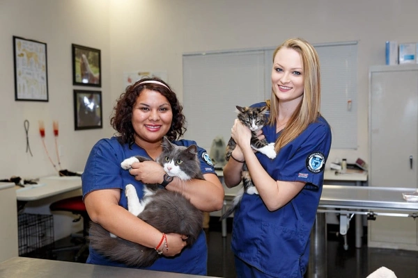 Veterinary nursing students posing with cats during hands-on training in Las Vegas