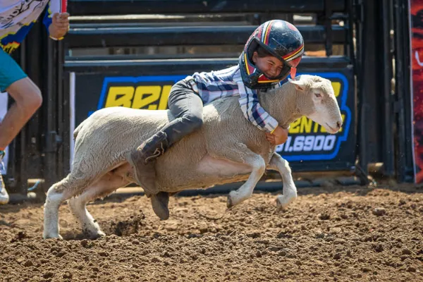 Mutton Busting Child Riding Sheep Logandale