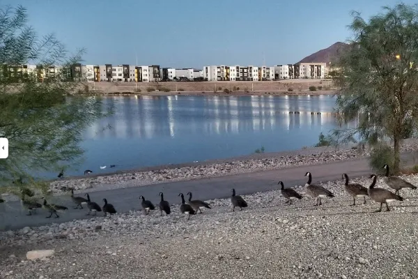 Group of geese walking along a gravel path beside the lake at Cornerstone Park in Henderson, Nevada with apartments and mountains in the distance