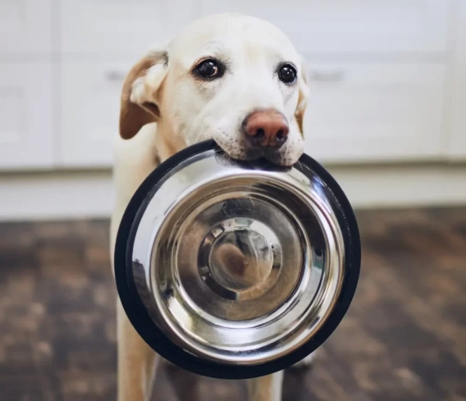 A dog sitting patiently next to an empty food bowl, representing families seeking pet food assistance in Las Vegas.