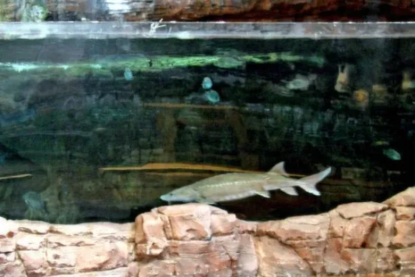A large catfish swims inside a freshwater aquarium at the Bass Pro Shops store at the Silverton Casino in Las Vegas