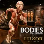Running anatomical figure at Bodies...The Exhibition inside Luxor Las Vegas, featuring preserved human anatomy displays and interactive science exhibits.