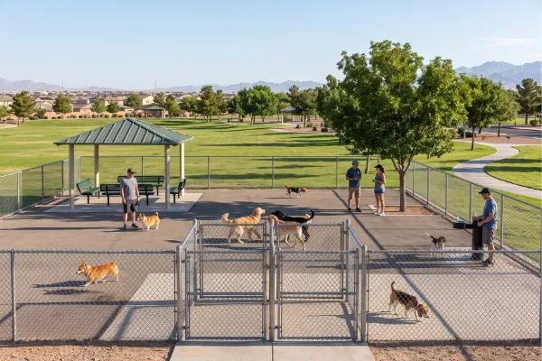 Dogs playing in a fenced dog area at Craig Ranch Regional Park in North Las Vegas.