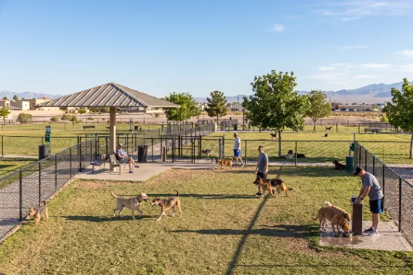 Dogs exercising in the large fenced areas at Dog Fancier's Park in East Las Vegas.
