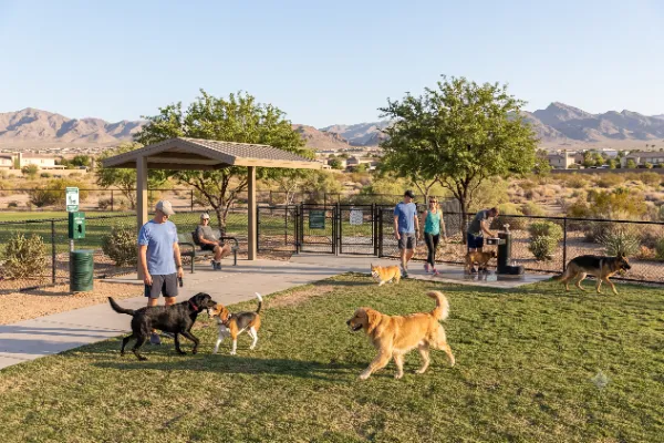 Dogs playing in a fenced Las Vegas Valley dog park with shaded seating, desert landscaping, and Southern Nevada mountains in the background.