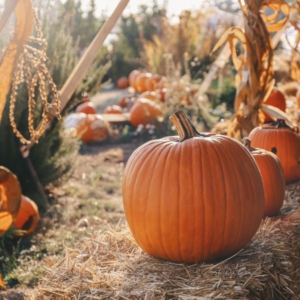 Fall-O-Ween family festival at Silverado Ranch Community Center in Las Vegas